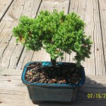 Juniper Bonsai Tree China