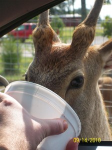 Feeding the Deer at Tennessee Safari Park