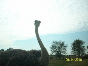 Ostrich at Tennessee Safari Park