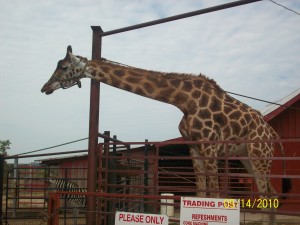 Tennessee Safari Park