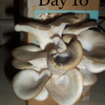 day 10 of growing mushrooms