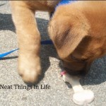 Bones eating his frozen peanut butter treat