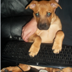 Dog on Computer