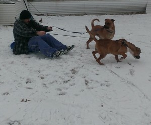 dog sled